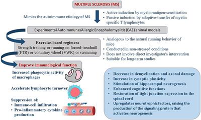 Effectiveness of exercise interventions in animal models of multiple sclerosis